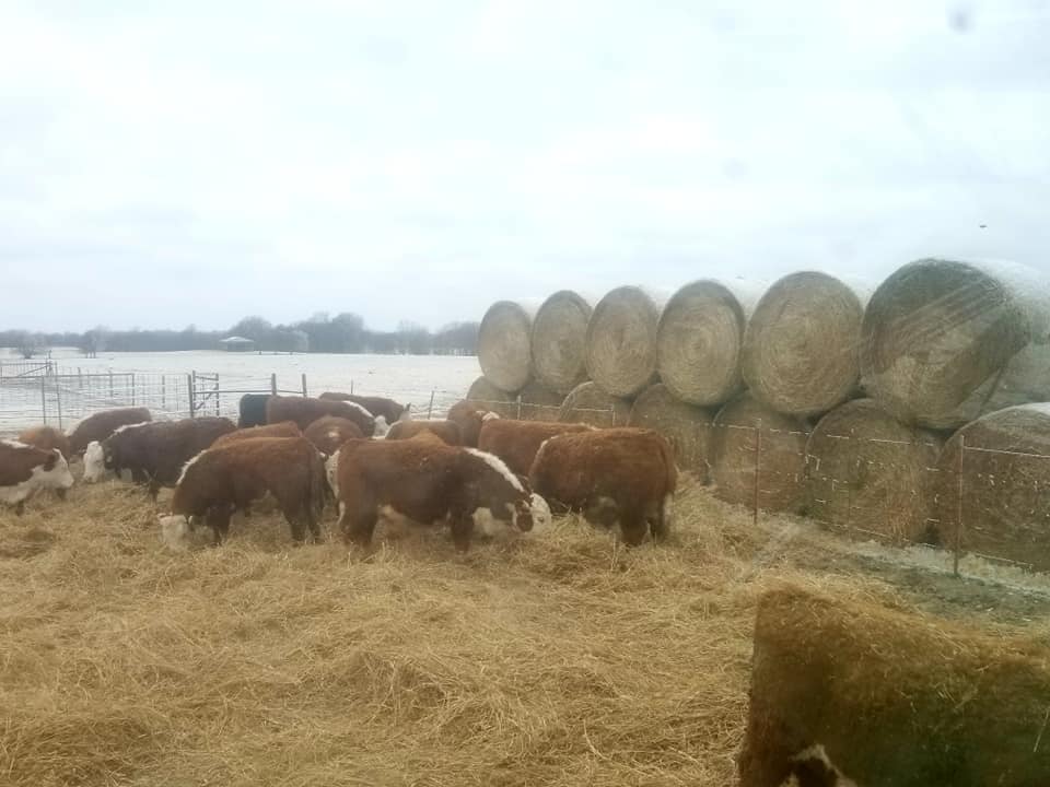 Woodward Livestock Reopens After a Week of Cold and Snow With Very Light Run