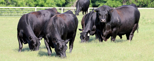 Do You Have Ample Bull Power for Breeding Season?