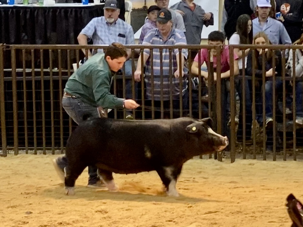 Night of Stars Gilt Sale Sets Record With a Million Dollar Sale- Two Gilts Sell for a Record $60,000 Apiece