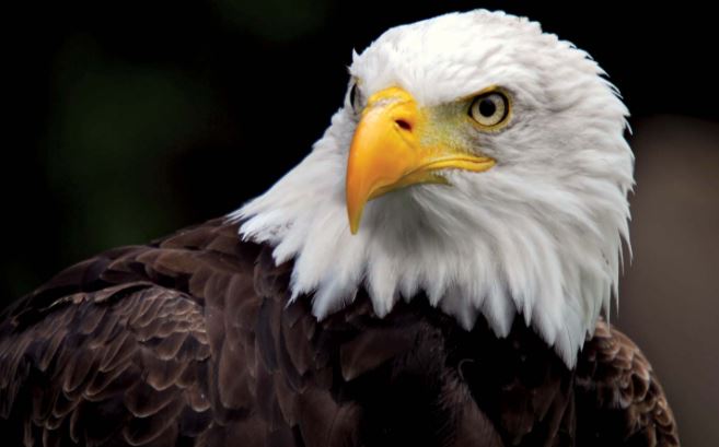 What is killing bald eagles in the U.S.?