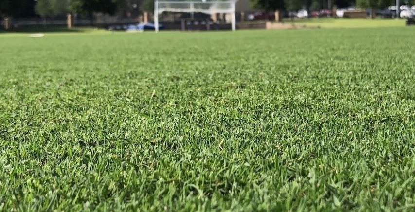 Tahoma 31 Carries on OSU Turfgrass Legacy