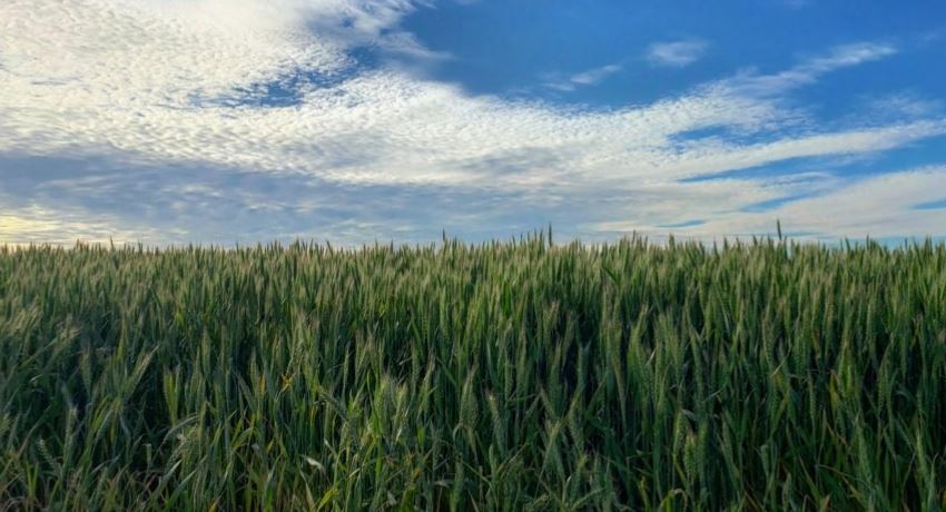 Prospective Plantings and March 1 Grain Stocks reports Shows Corn, Soybean Acreage Below Expectations