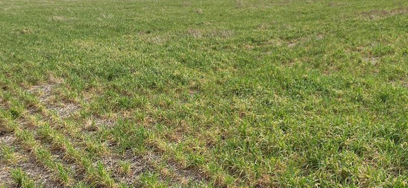 U.S. Hard Red Winter Wheat Farmers Looking for Rain