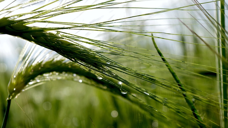 Chickasha Wheat Field Day set for April 30 