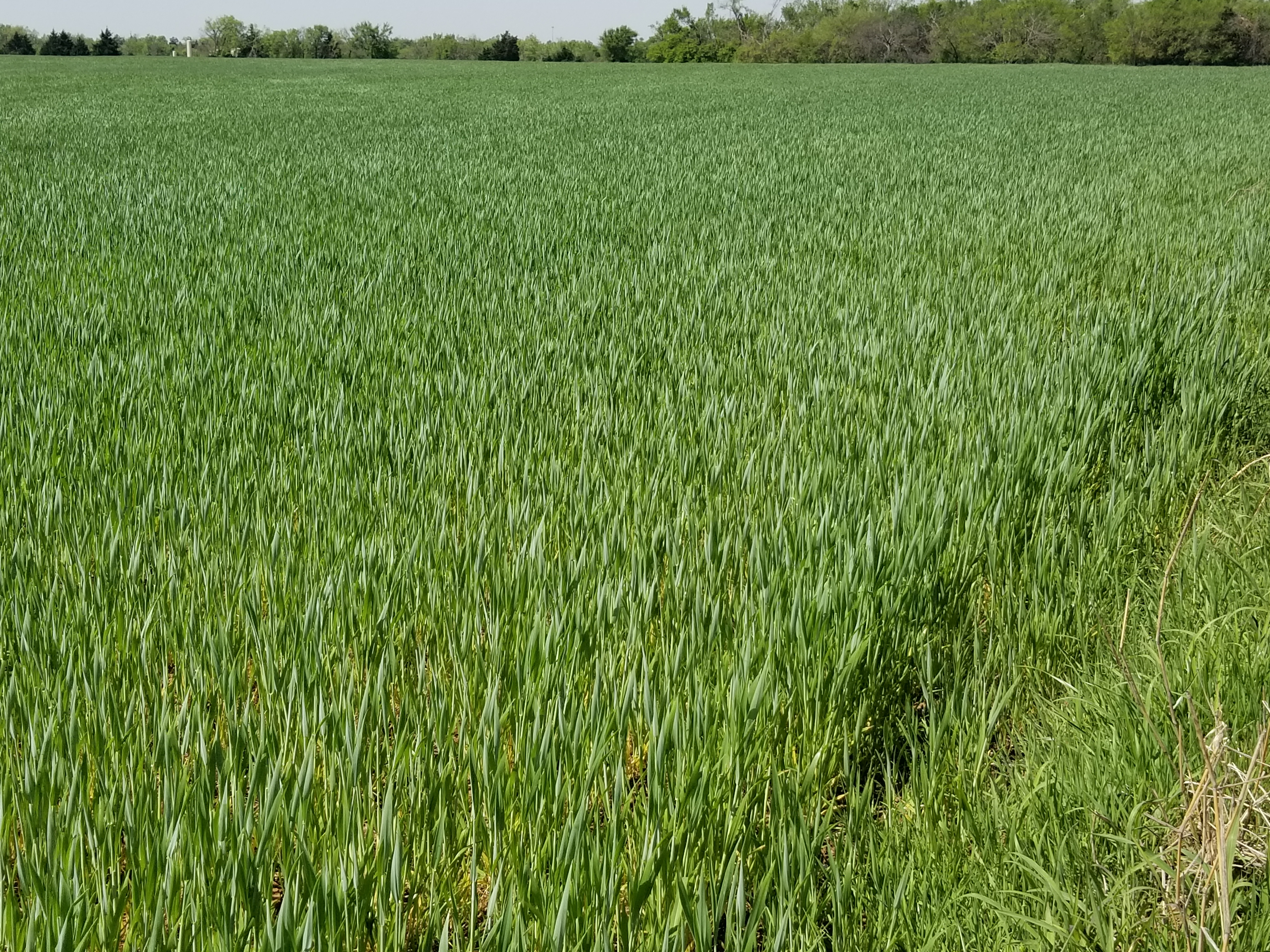 U.S. Wheat Crop Slightly Behind Normal Progress And Oklahoma Has The Top Crop According to latest USDA Crop Progress Report