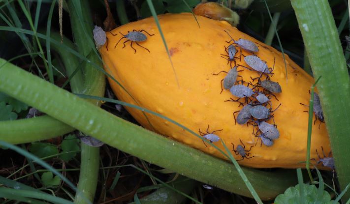  Squash Bugs put damper on Successful Gardening