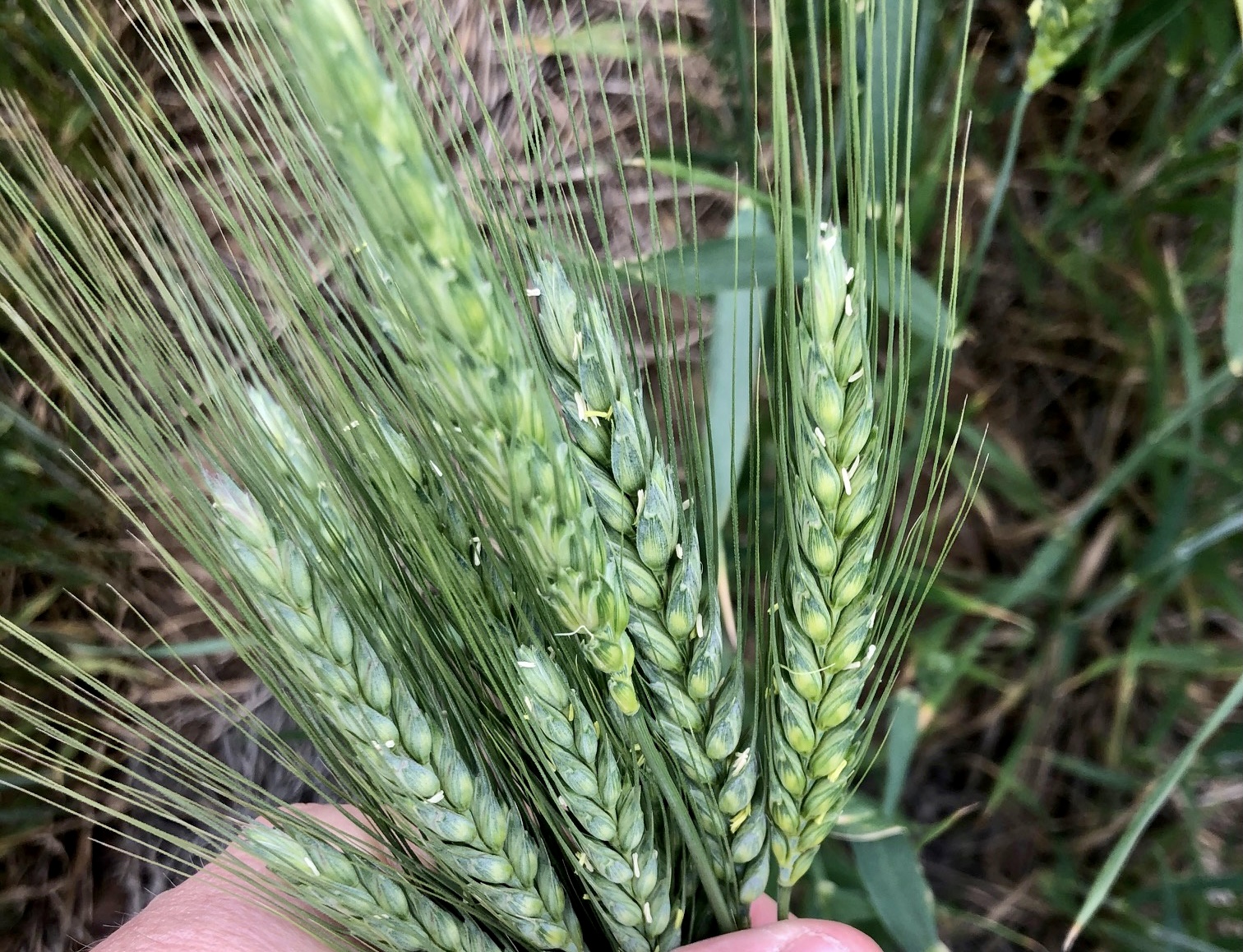 Freeze Damage Showing Up in Oklahoma Wheat Fields- But Does Not Appear to be Widespread