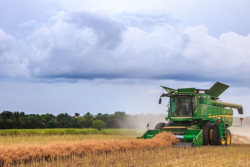 Foliar Diseases Seen In Oklahoma Wheat As Harvest Nears 