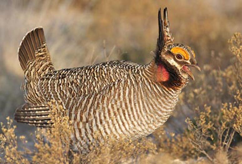 Oklahoma and Kansas Senators Decry Fish and Wildife Proposal to Call Lesser Prairie Chicken Endangered