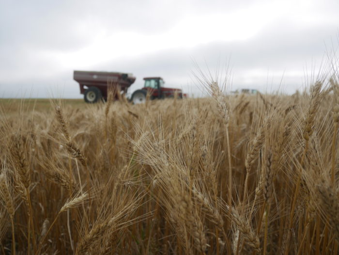 Wheat Producers Wait on Crop to Dry as Corn And Soybean Farmers Finish Planting Chores