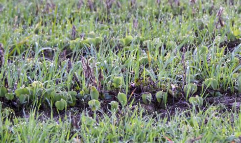 Producers with Crop Insurance to Receive Premium Benefit for Cover Crops