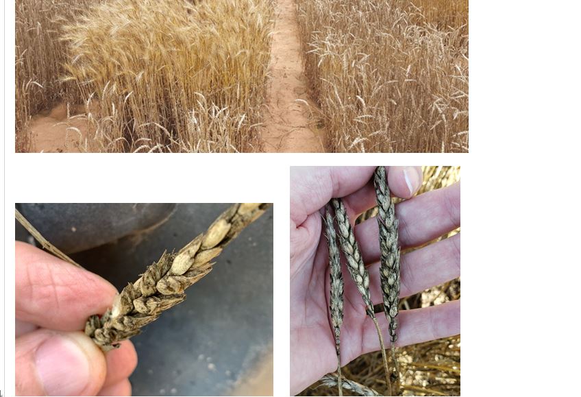Latest Oklahoma Wheat Disease Update Shows Signs of Sooty Mold and Black Point 