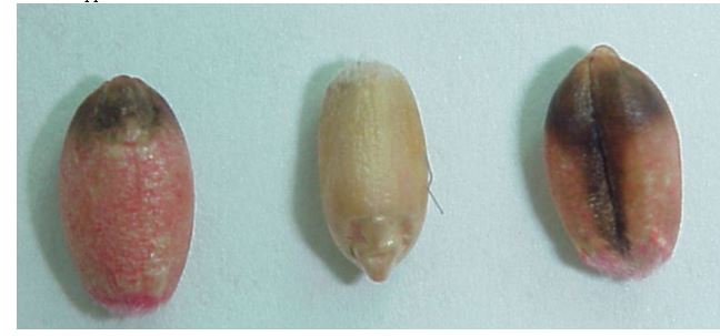 Latest Oklahoma Wheat Disease Update Shows Signs of Sooty Mold and Black Point 