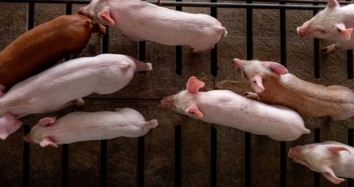 Wheat prices open Opportunity for Swine Diets