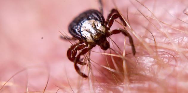 Tick Talk: Time For Parasite Prevention, OSU Experts Say