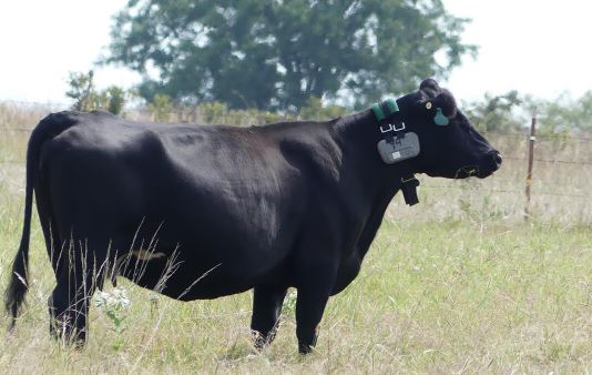 Researchers Deploy Virtual Fencing Technology To Improve Grazing And Water Quality 