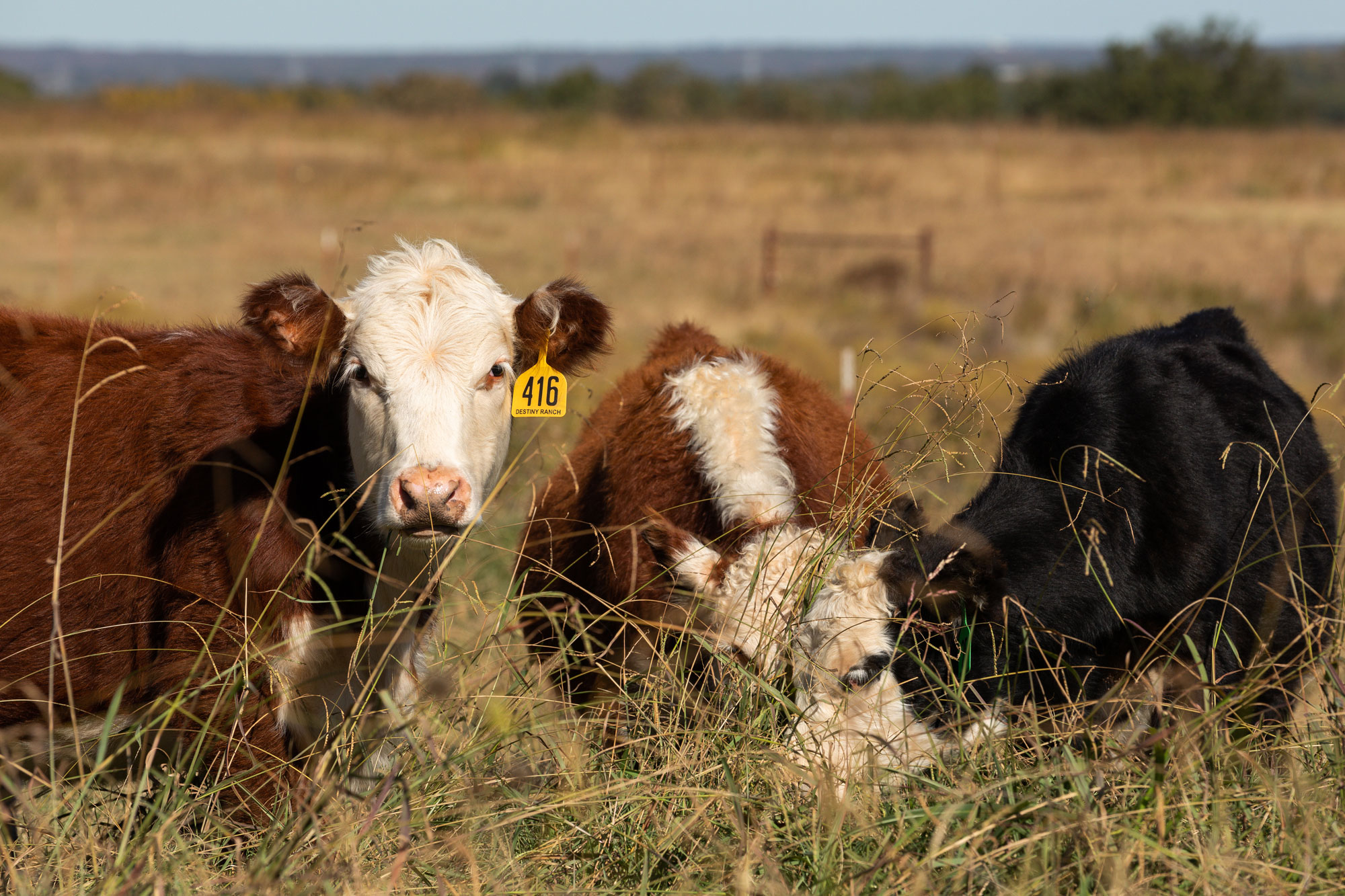 Dr. Derrell Peel on How North American Cattle Trade Evolves