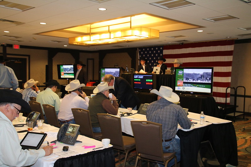 Very Good Demand for Feeder Cattle at the 2021 Week in the Rockies Sale Presented by Superior Livestock