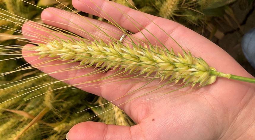 2021 Oklahoma Junior Wheat Show's Call for Entries- Bring Your Samples to Stillwater