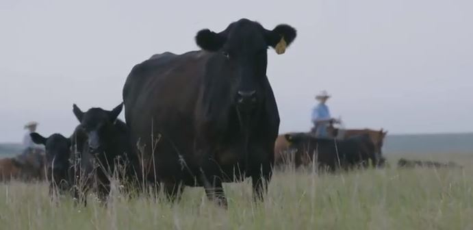 South Texas Court Decision is a Victory for Cattle Producers Everywhere