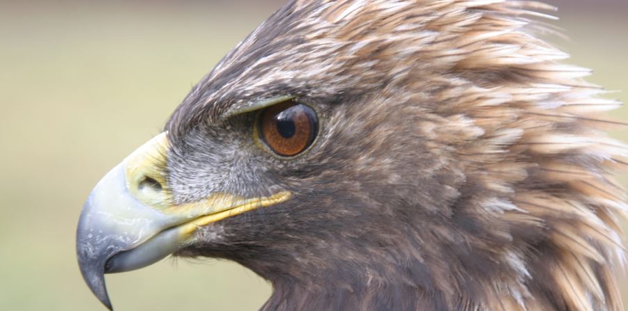 OSU, USGS team up to Study how wind Turbines affect Raptor Populations 