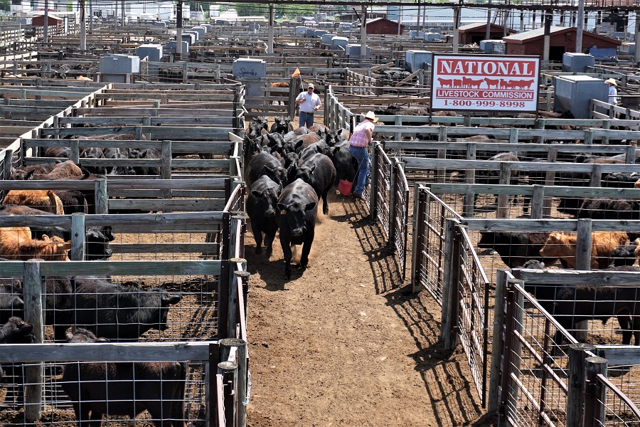Steer and Heifer Yearlings and Calves All Higher at Oklahoma National on Monday
