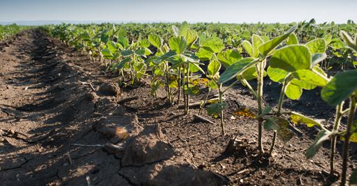 Latest USDA Crop Progress Report Shows Corn and Soybean Crops are on Track= Cotton Crop Conditions Jump 5 Points From a Week Ago