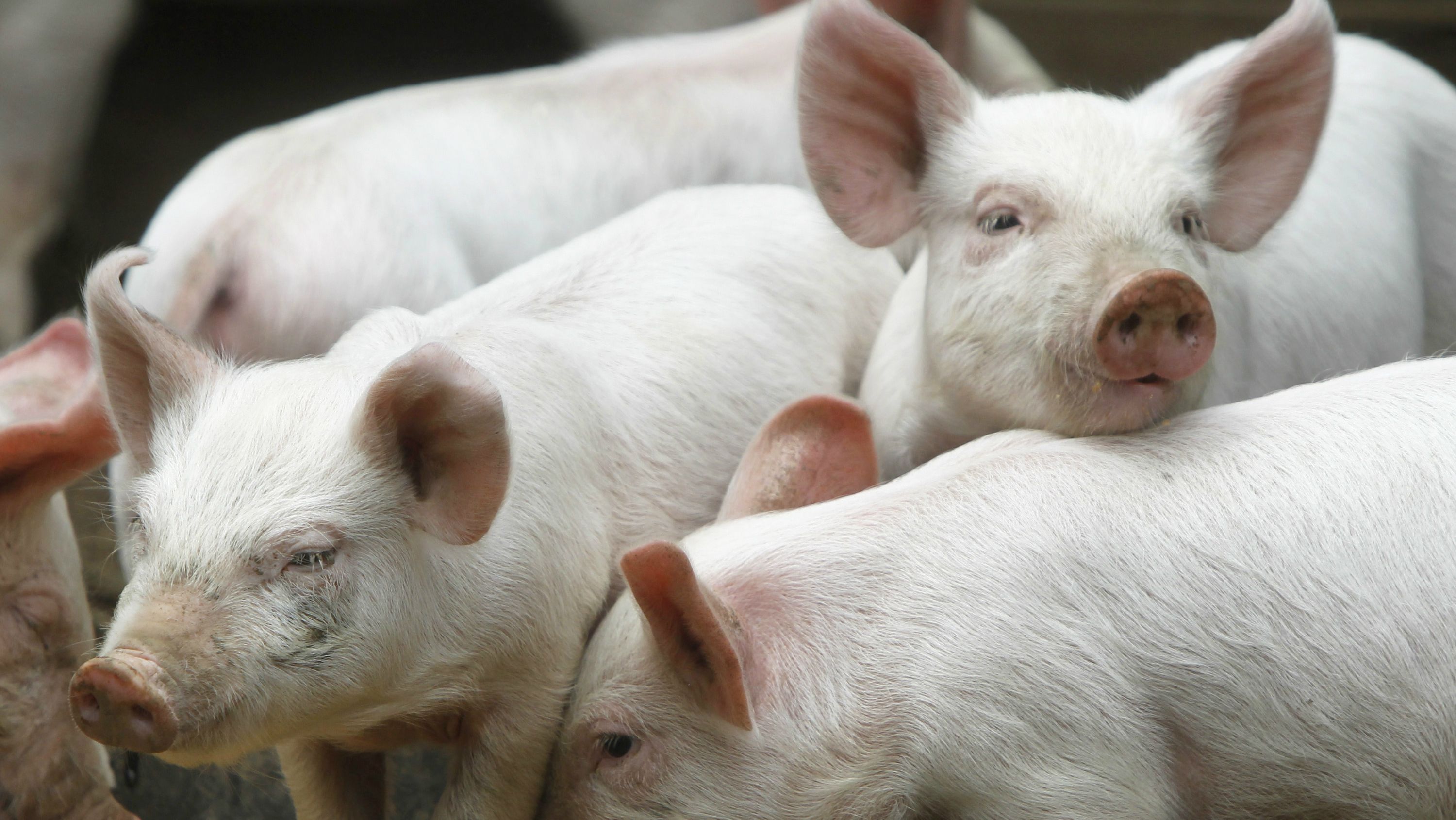 National Pork Board's Bill Even on African Swine Fever and More