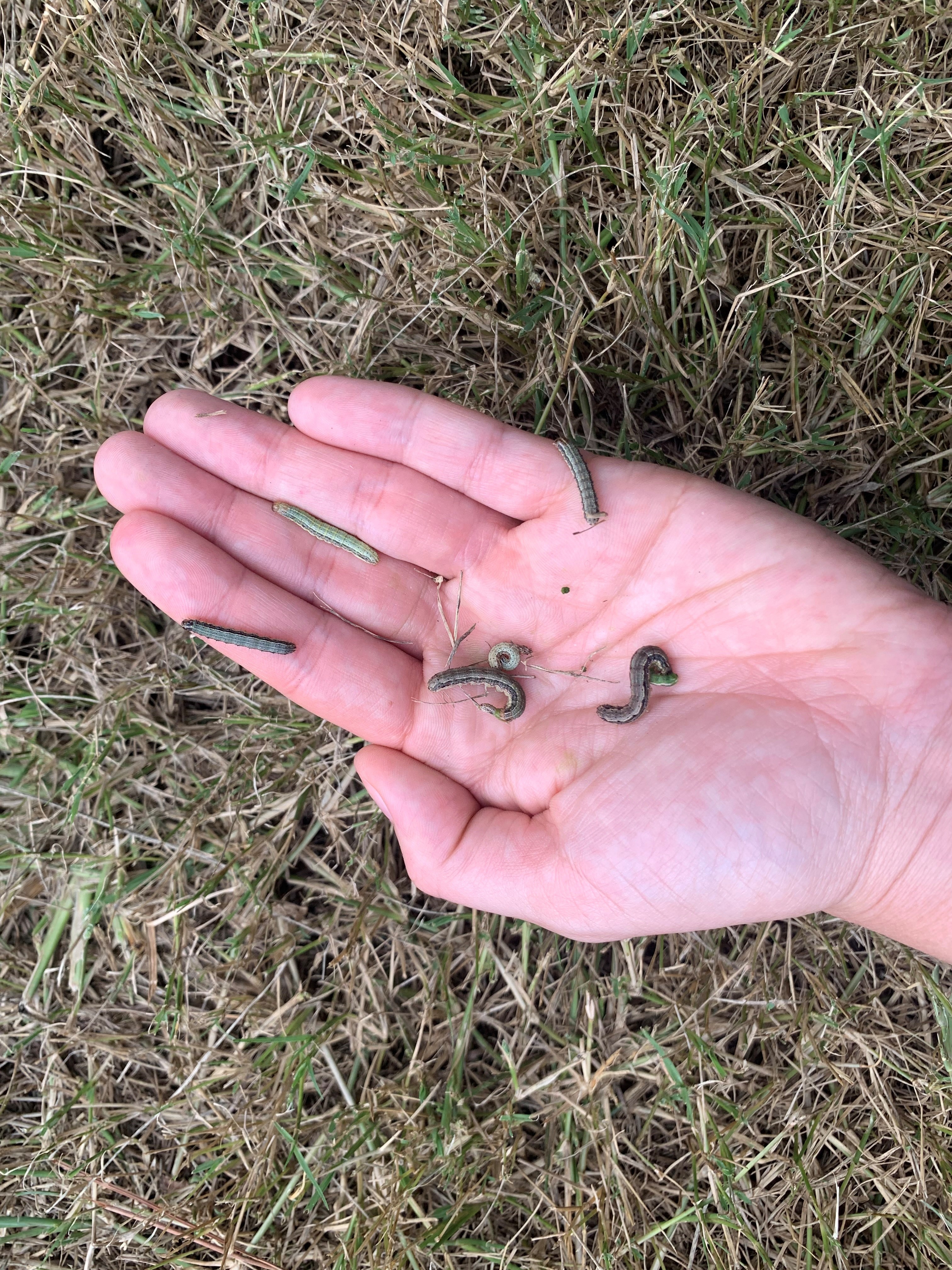 Your Lawn Is Gone? OSU's Rom Royer Helps Explain Oklahoma's Armyworm Infestation