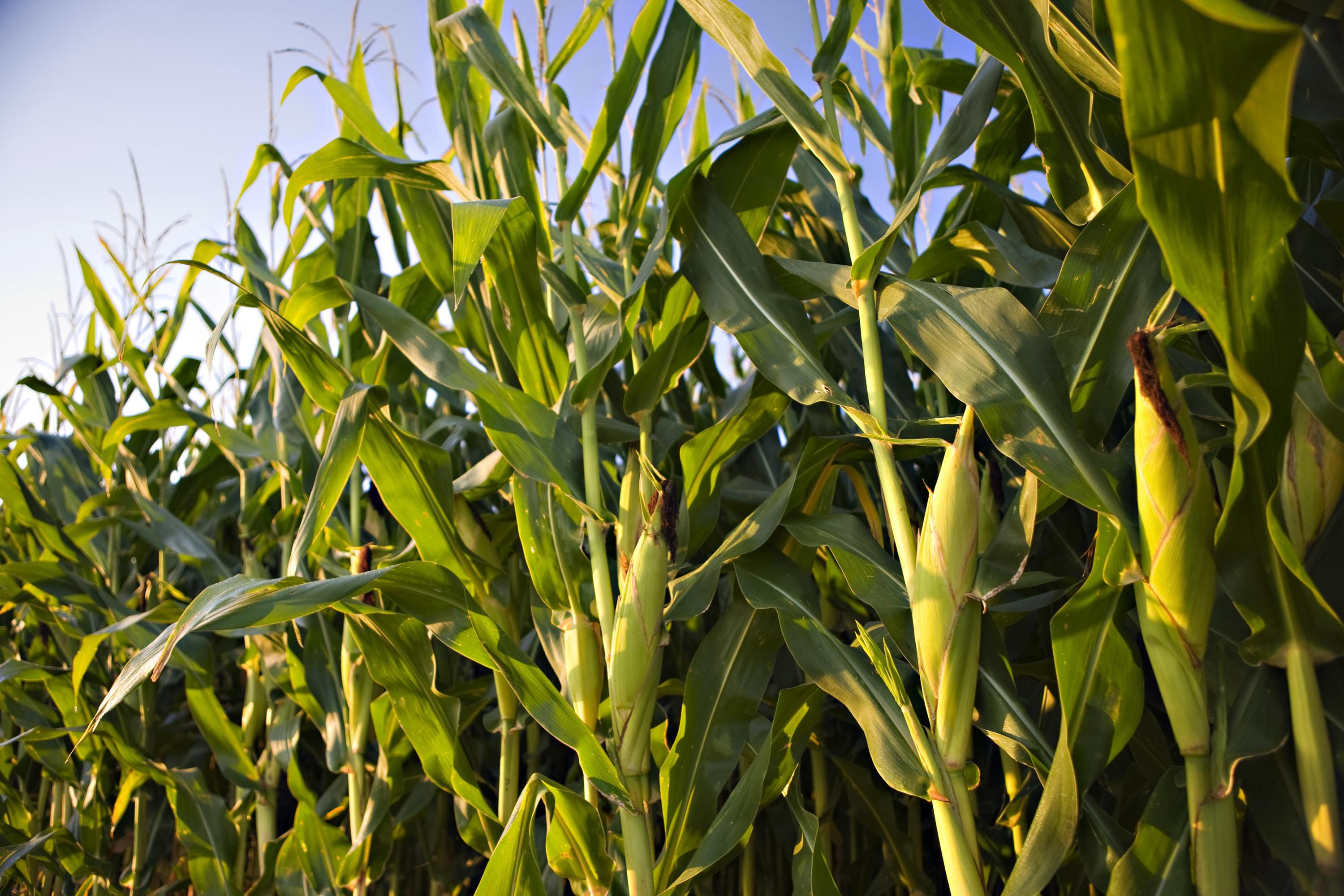 USDA Weekly Crop Progress Report Show Corn and Soybeans Continue to Slowly Slip