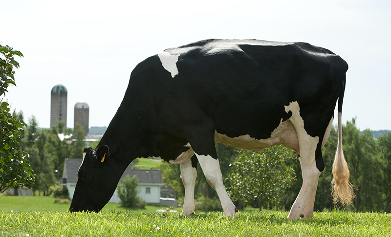 USDA Updates Pandemic Assistance for Livestock, Poultry Contract Producers and Specialty Crop Growers 