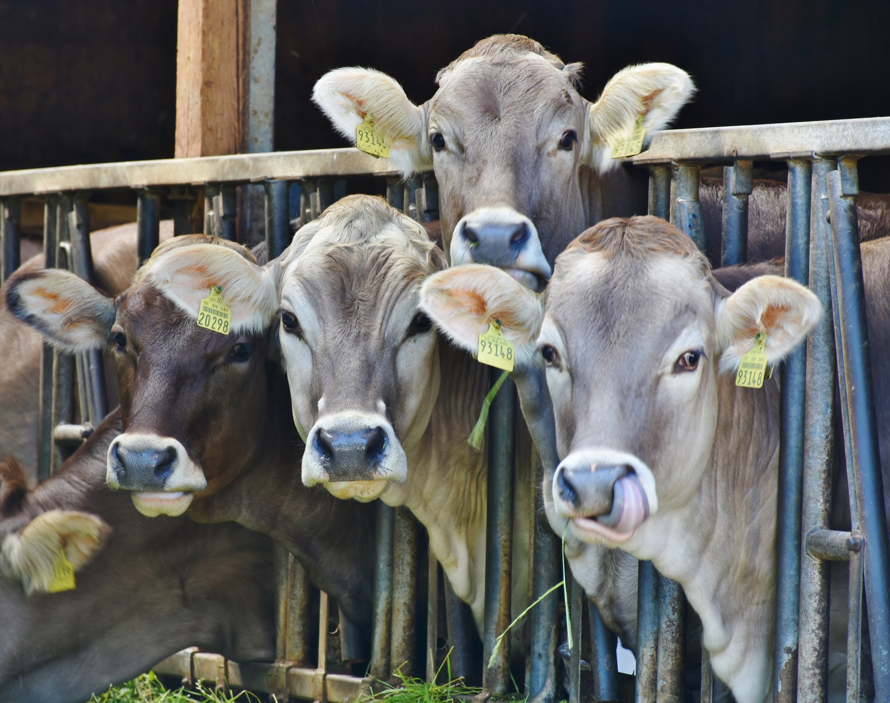 USDA Establishes Dairy Donation Program
