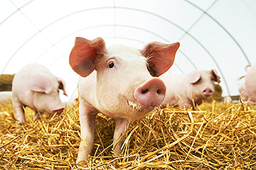 It's African Swine Fever Action Week at the USDA