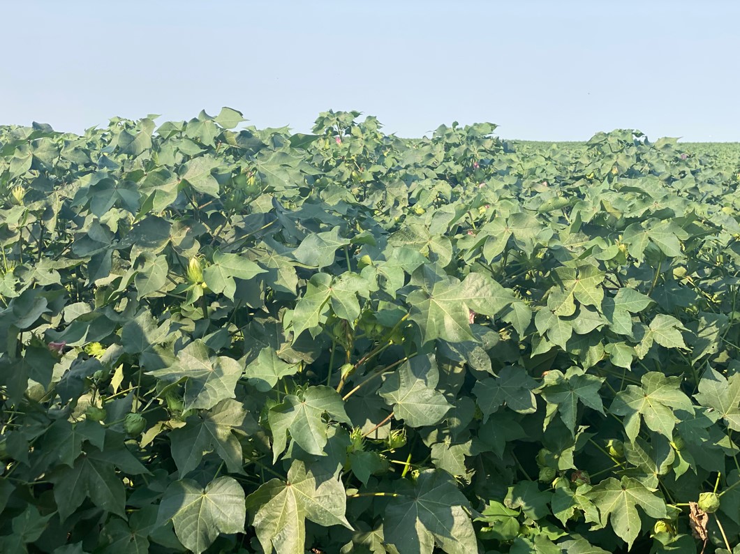 USDA Weekly Crop Progress Show Corn and Cotton Slipping, Soybeans Gain