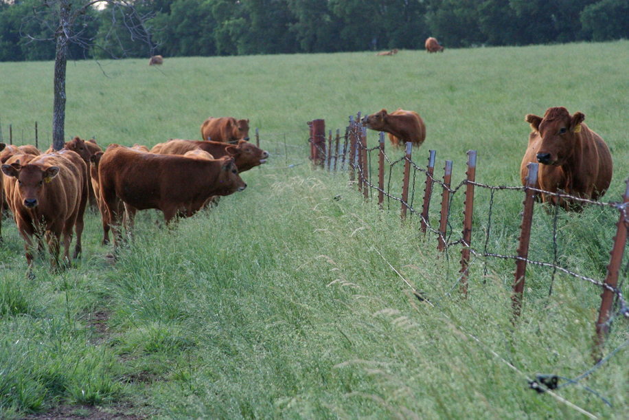 Part One of Management Practices for Cows at Weaning with OSU's Mark Johnson