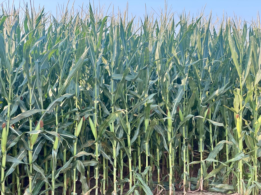 Michael Speer with Golden Harvest Talks Corn with KC Sheperd