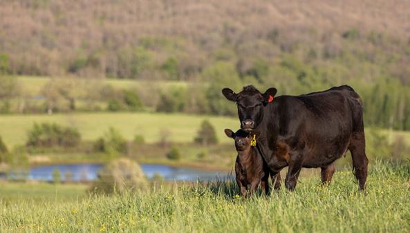 Part Two of Management Practices for Cows at Weaning with OSU's Mark Johnson