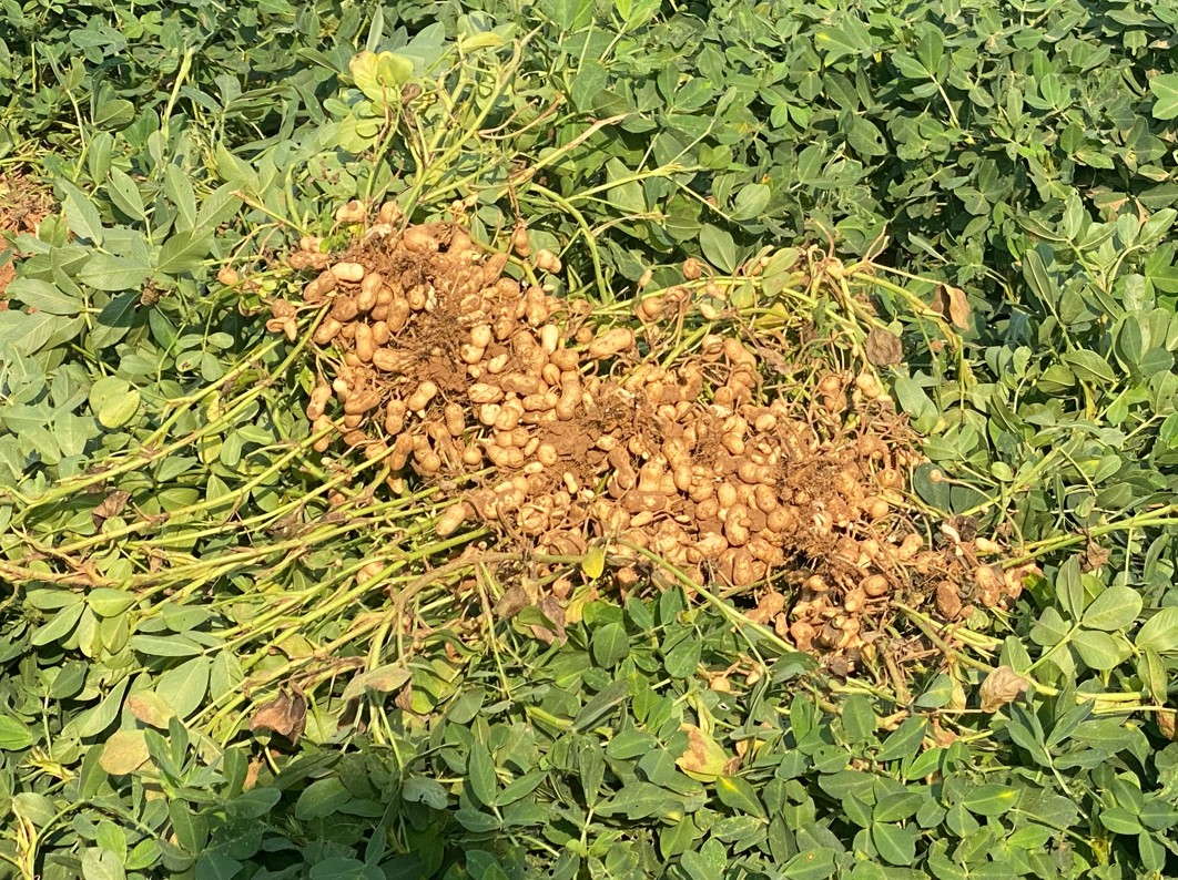 Peanuts: America's Favorite Non-Nut Takes Grit to Produce Says Dr. Ron Scholar