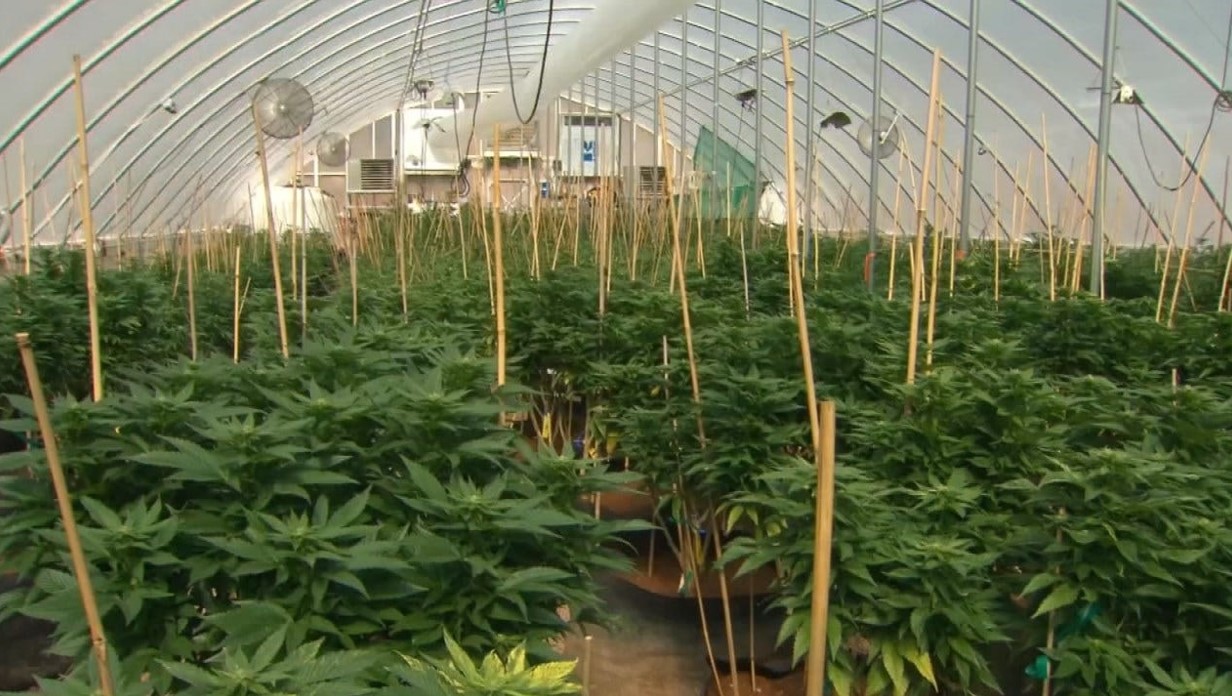 Nocona Cook Says Medical Marijuana Industry Growth is Overwhelming Oklahoma