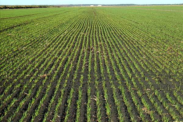 USDA Crop Progress Shows 2022 Oklahoma Wheat Crop 34% Planted