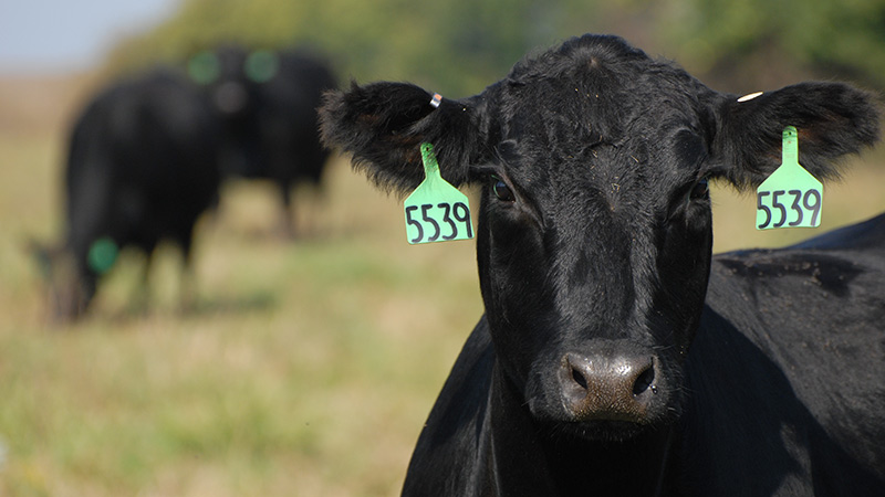 Part Four of Management Practices for Cows at Weaning with OSU's Mark Johnson