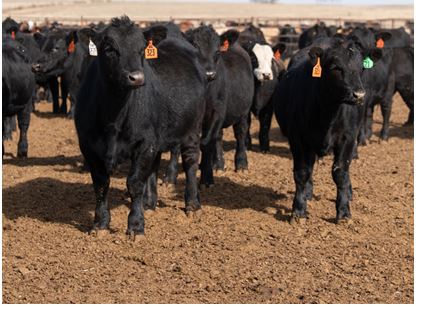 OSU's Paul Beck Presents Part Two of Making Money in the Cattle Business