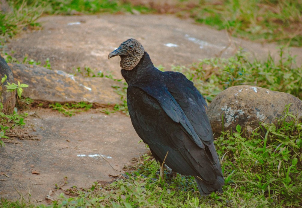 Black Vultures: An Increasing Nuisance for Oklahoma Cattlemen and Cattlewomen