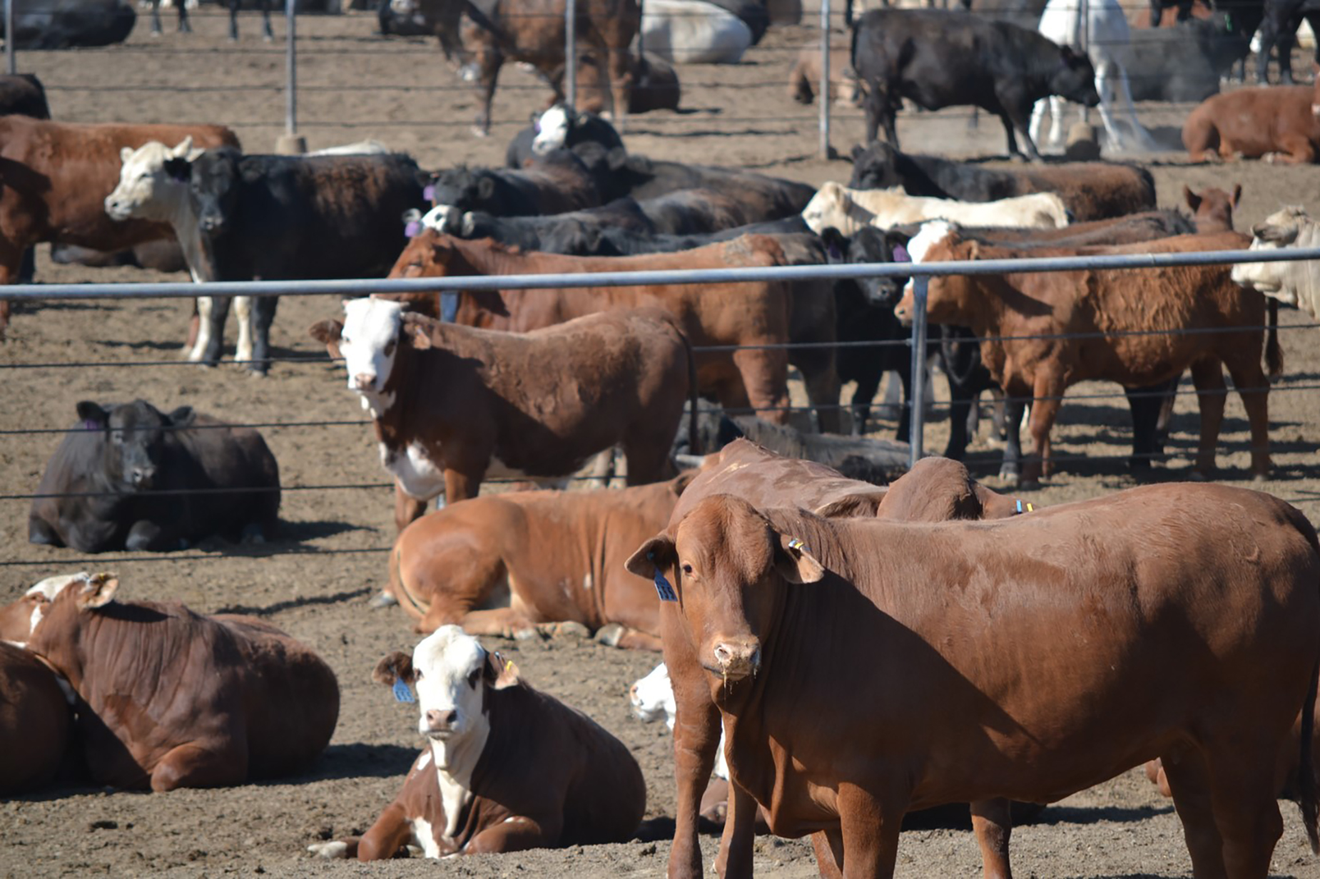 Ag and Food Policy Center at Texas A&M Releases Book on the Current Cattle Market Challenges