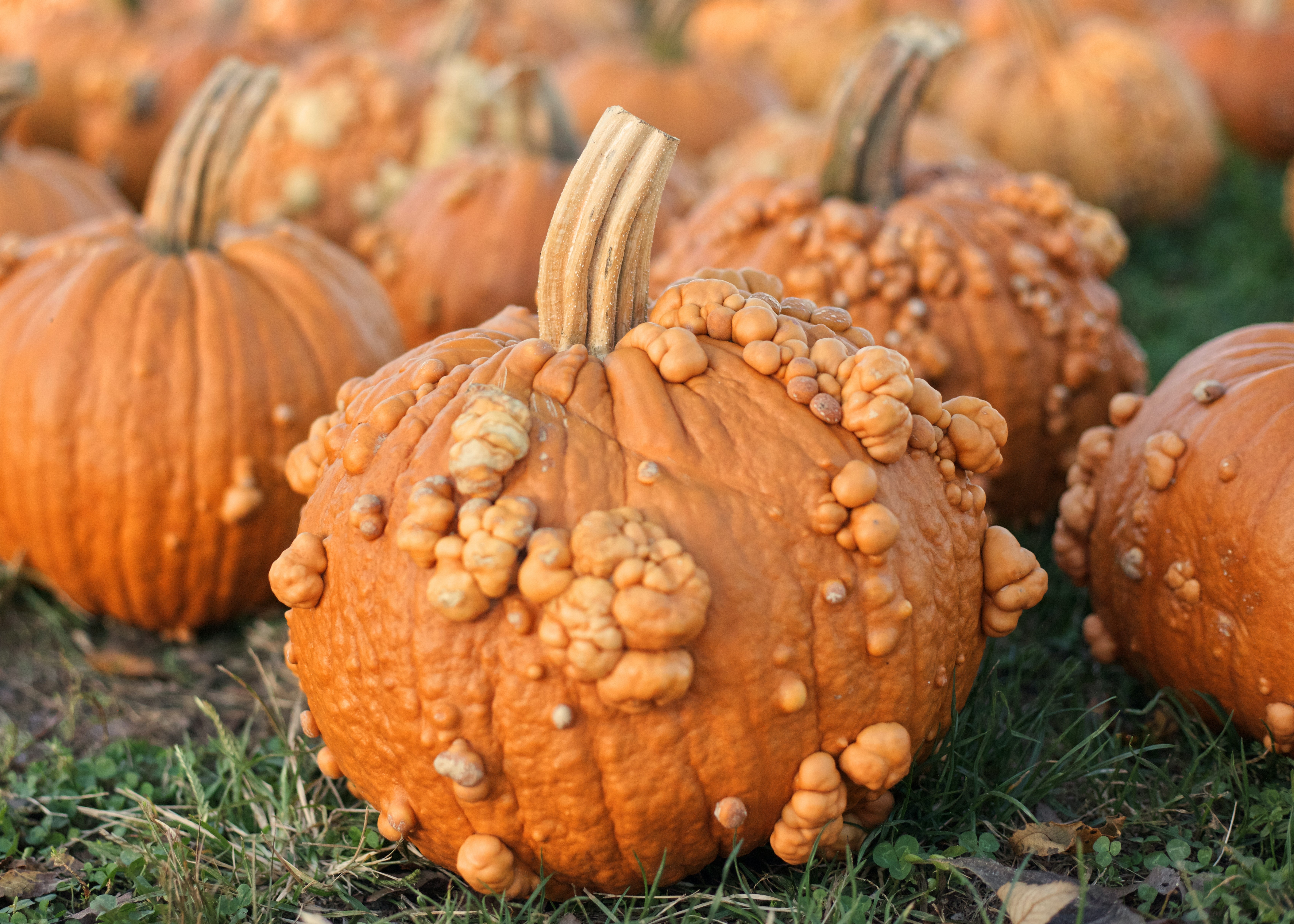 Micaela Danker with ODAFF is Your Guide for Fall Fun This Year