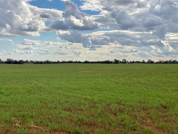 Latest Crop Progress Report Show Oklahoma Wheat is 50% Planted, 25% Emerged