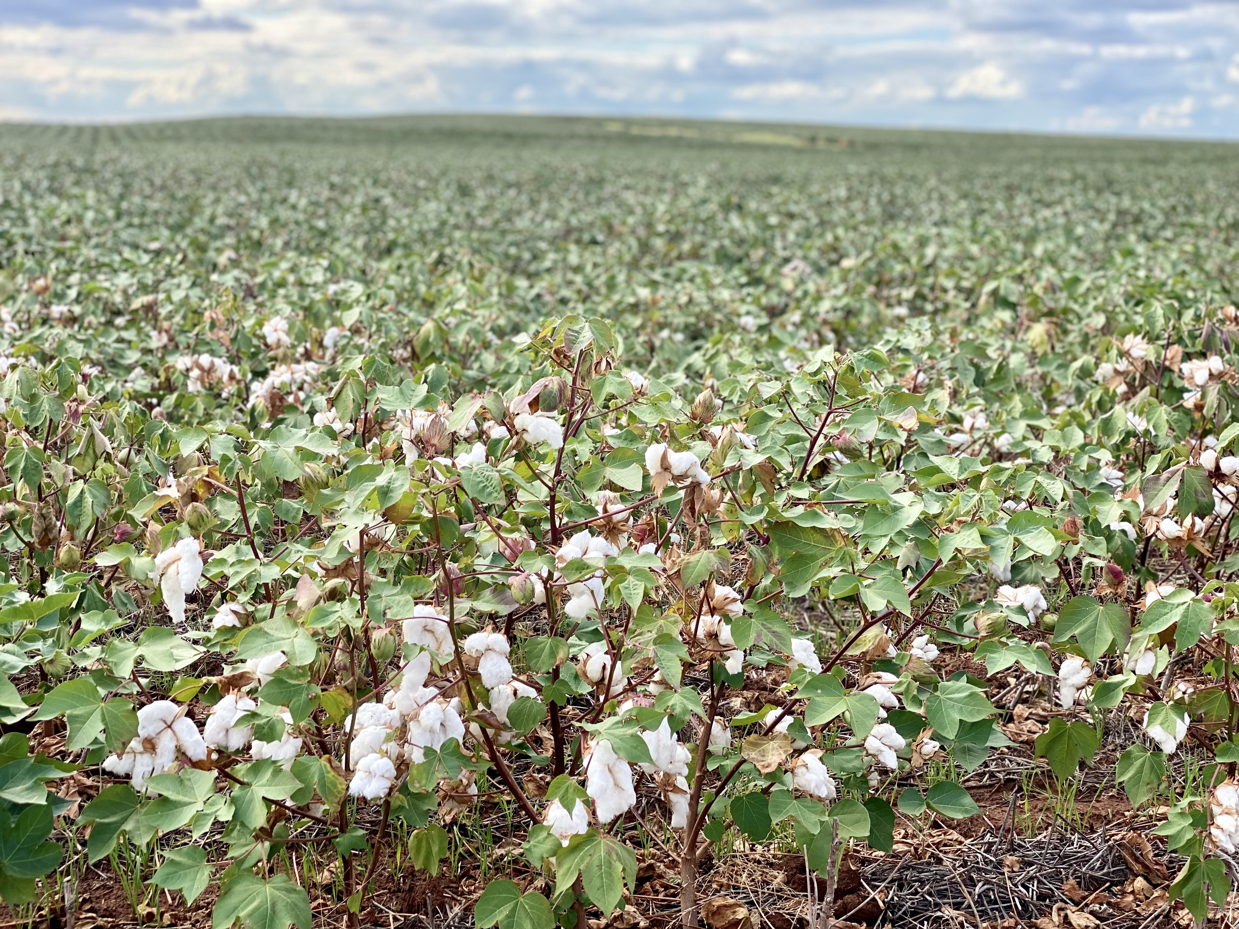 Oklahoma 2021 Cotton and Grain Sorghum Crops Predicted to be Well Above 2020 Harvest Stats