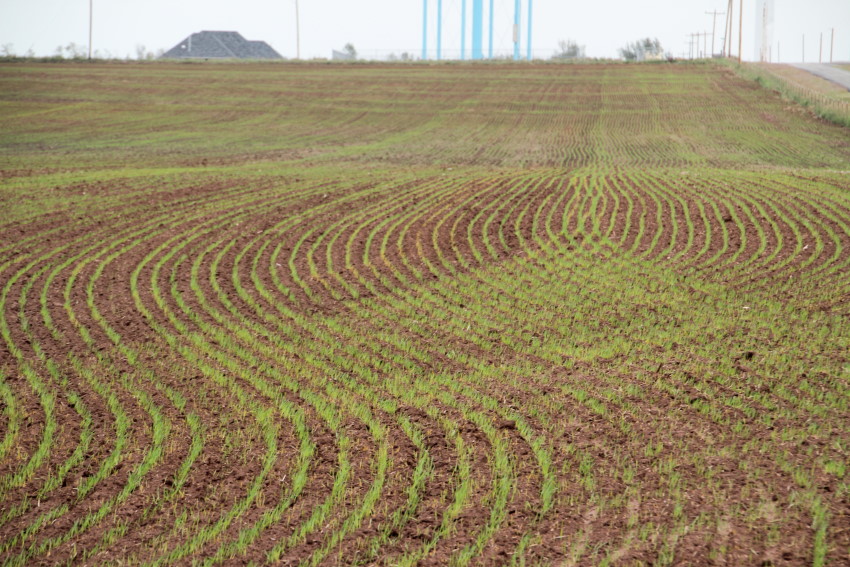 Latest Crop Progress Report Show Oklahoma Wheat is 57% Planted, 37% Emerged