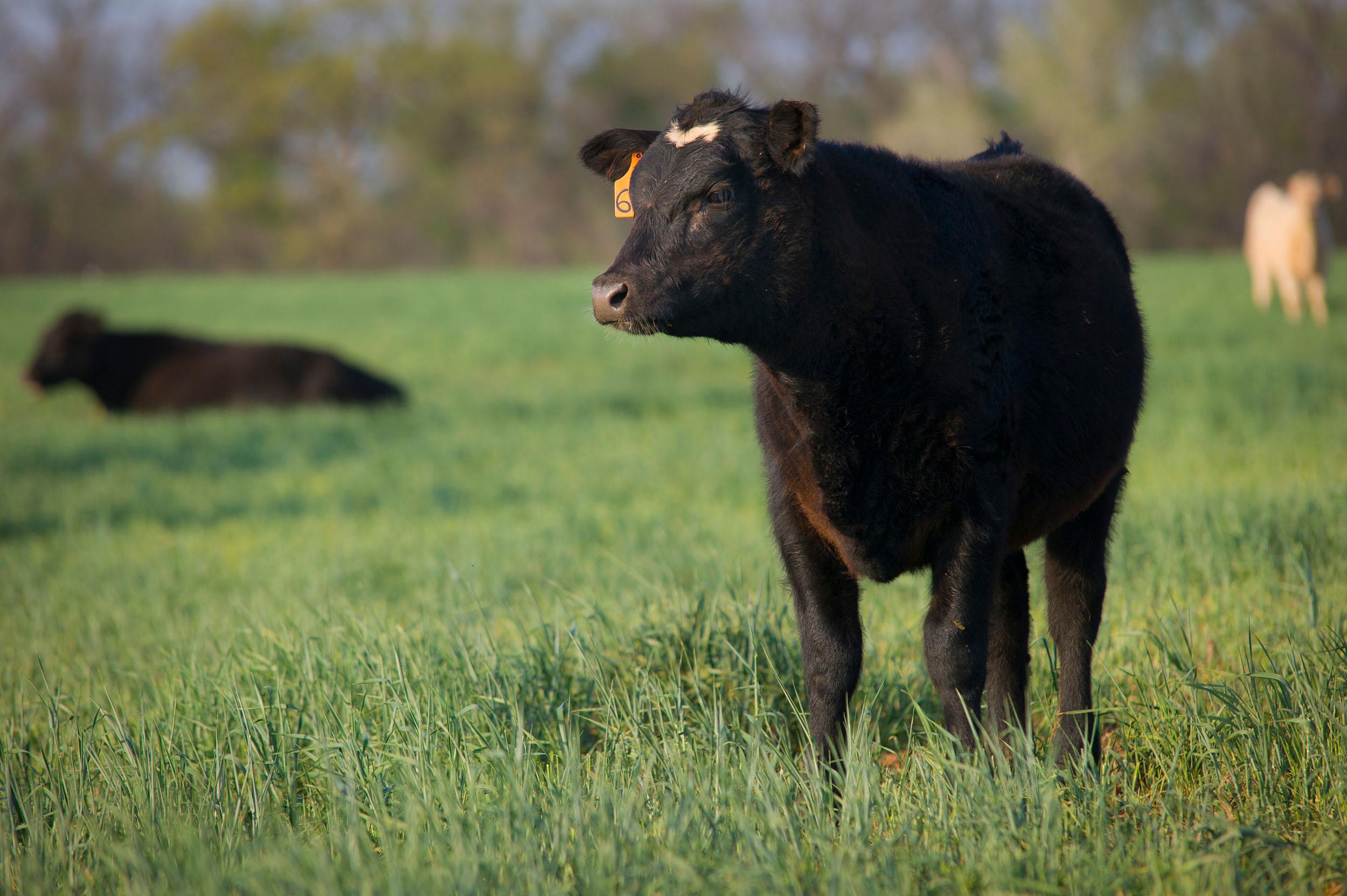 Latest Crop Progress Report Show Oklahoma Wheat is 73% Planted, 52% Emerged