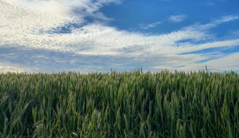 Oklahoma Grain Elevator Cash Bids as of 2 p.m. Tuesday, November 9, 2021